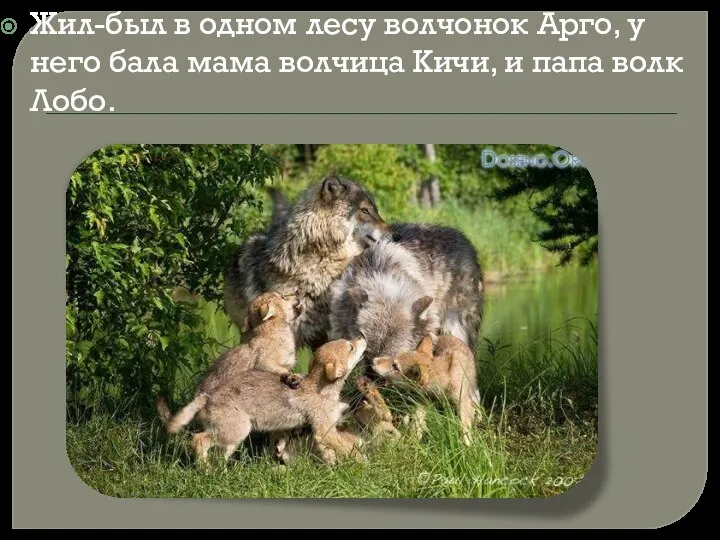 Жил-был в одном лесу волчонок Арго, у него бала мама волчица Кичи, и папа волк Лобо.