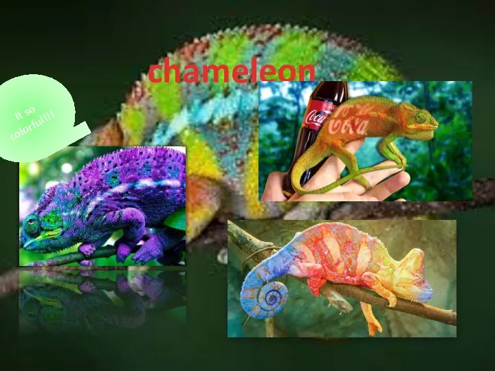 chameleon It so colorful!!!