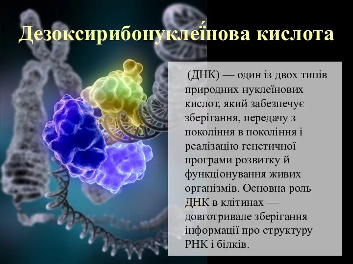 (ДНК) — один із двох типів природних нуклеїнових кислот, який забезпечує зберігання,