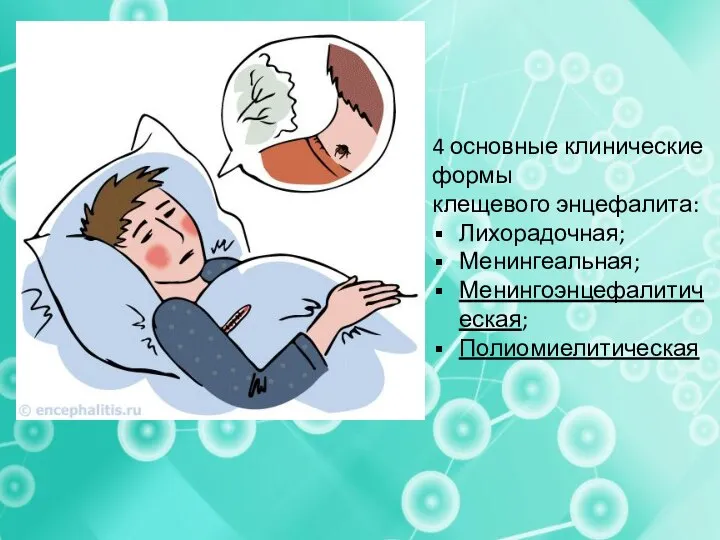 Симптомы клещевого энцефалита 4 основные клинические формы клещевого энцефалита: Лихорадочная; Менингеальная; Менингоэнцефалитическая; Полиомиелитическая