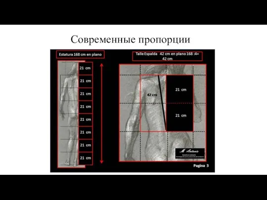 Современные пропорции