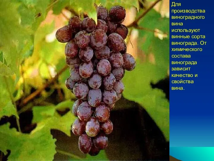 Для производства виноградного вина используют винные сорта винограда. От химического состава винограда