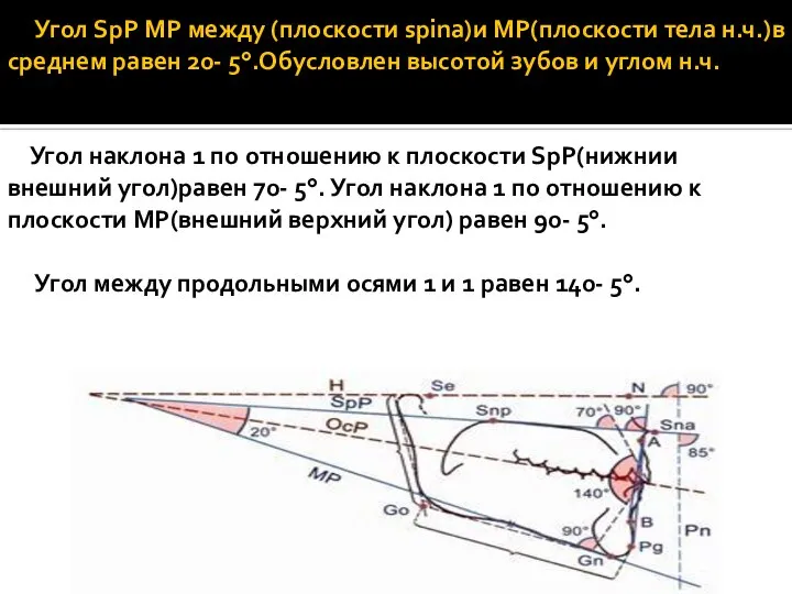 Угол SpP MP между (плоскости spina)и MP(плоскости тела н.ч.)в среднем равен 20-