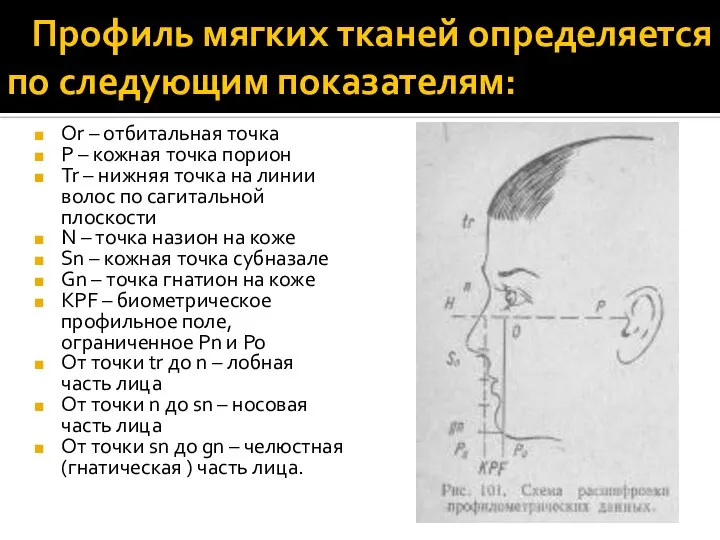 Профиль мягких тканей определяется по следующим показателям: Or – отбитальная точка P