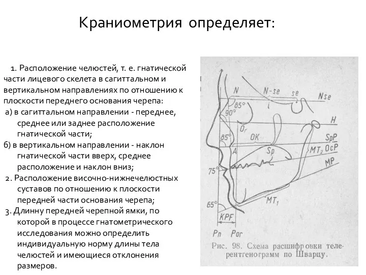 1. Расположение челюстей, т. е. гнатической части лицевого скелета в сагиттальном и