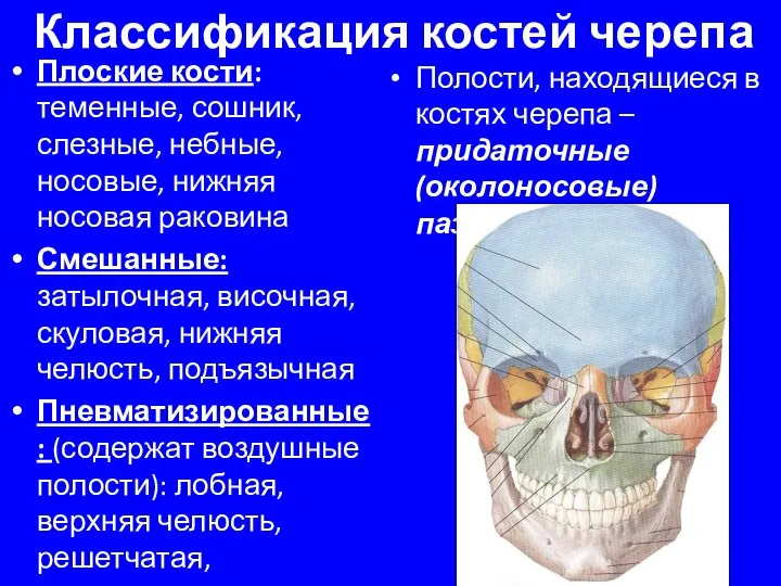 Классификация костей черепа Плоские кости: теменные, сошник, слезные, небные, носовые, нижняя носовая
