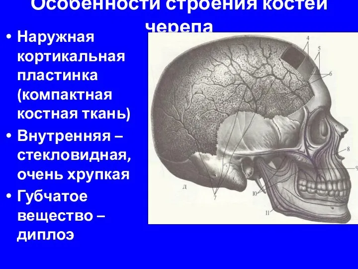 Особенности строения костей черепа Наружная кортикальная пластинка (компактная костная ткань) Внутренняя –