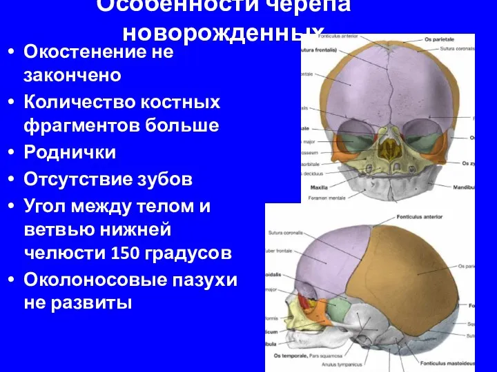 Особенности черепа новорожденных Окостенение не закончено Количество костных фрагментов больше Роднички Отсутствие