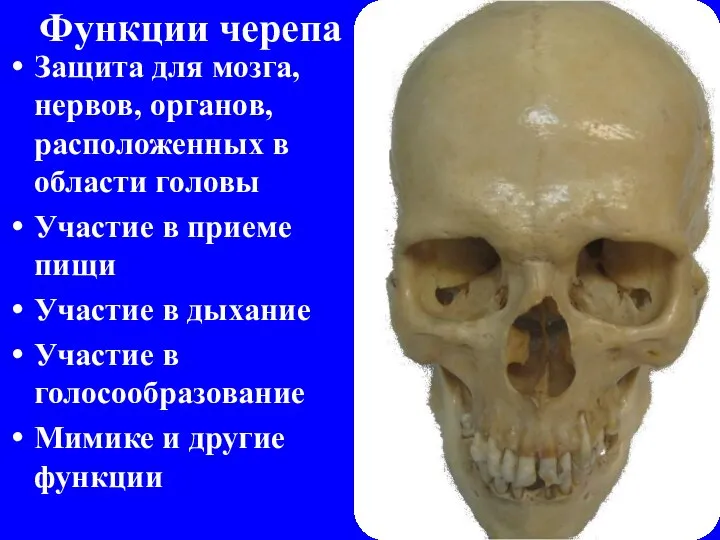 Функции черепа Защита для мозга, нервов, органов, расположенных в области головы Участие