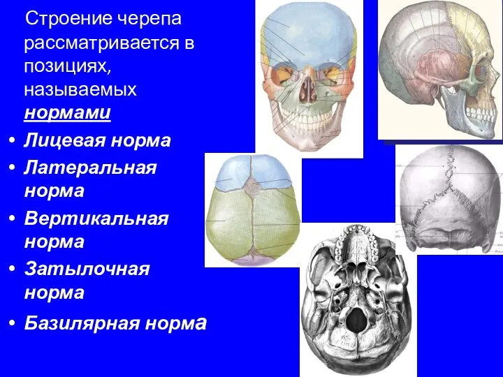 Строение черепа рассматривается в позициях, называемых нормами Лицевая норма Латеральная норма Вертикальная
