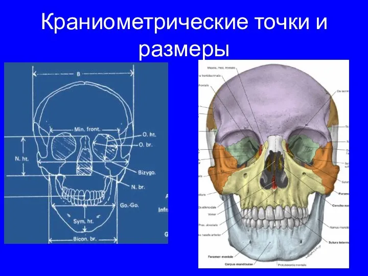 Краниометрические точки и размеры