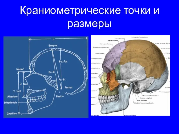 Краниометрические точки и размеры