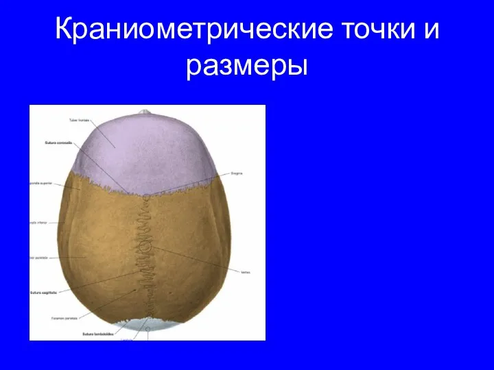 Краниометрические точки и размеры