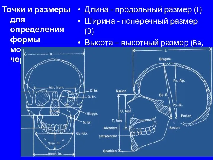 Точки и размеры для определения формы мозгового черепа: Длина - продольный размер