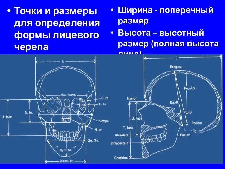 Точки и размеры для определения формы лицевого черепа Ширина - поперечный размер