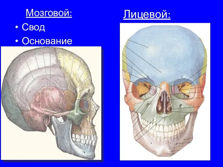 Мозговой: Свод Основание Лицевой: