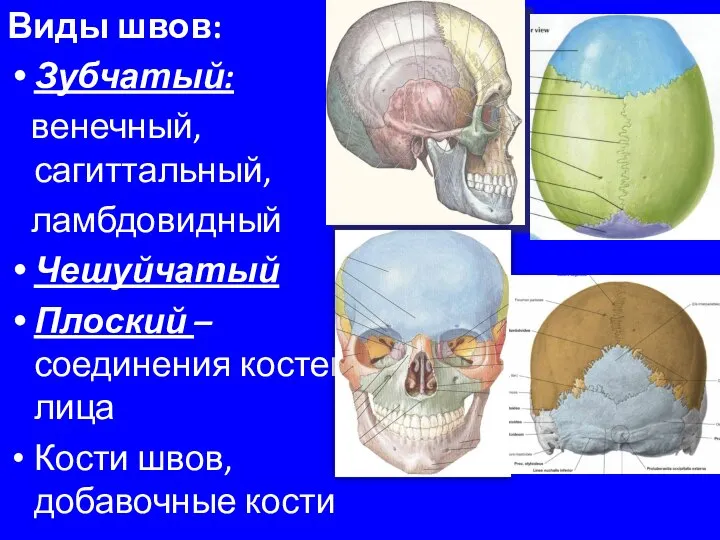 Виды швов: Зубчатый: венечный, сагиттальный, ламбдовидный Чешуйчатый Плоский – соединения костей лица Кости швов, добавочные кости