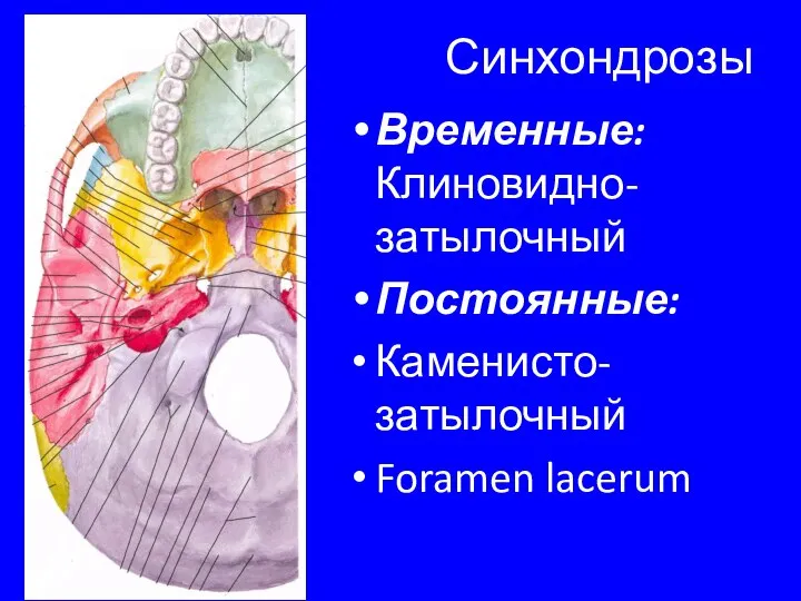 Синхондрозы Временные: Клиновидно-затылочный Постоянные: Каменисто-затылочный Foramen lacerum