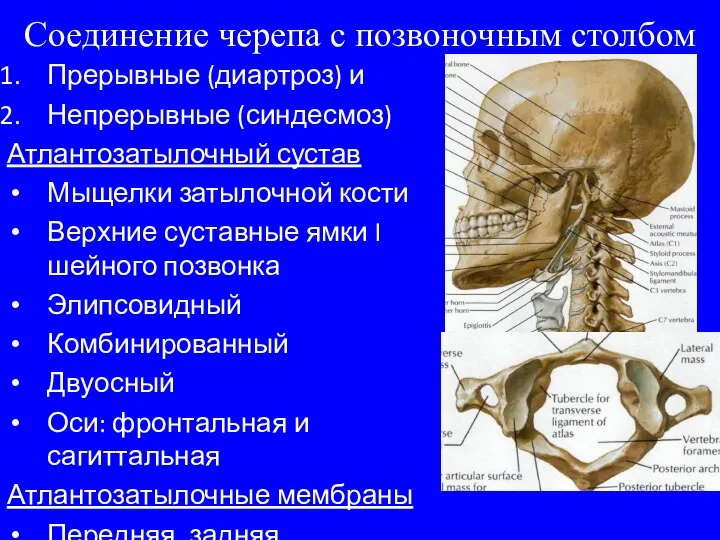 Соединение черепа с позвоночным столбом Прерывные (диартроз) и Непрерывные (синдесмоз) Атлантозатылочный сустав