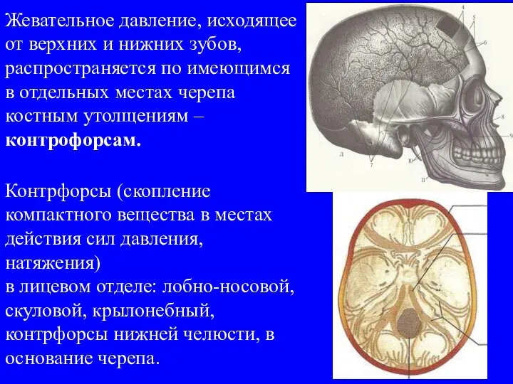 Жевательное давление, исходящее от верхних и нижних зубов, распространяется по имеющимся в