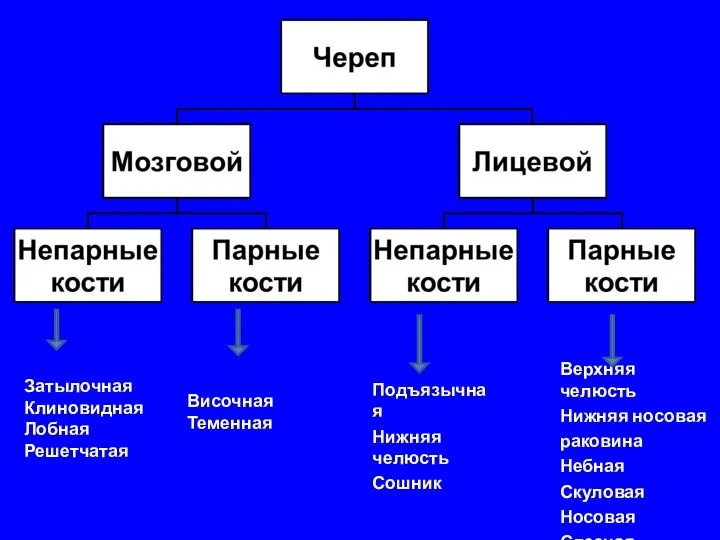 Височная Теменная Затылочная Клиновидная Лобная Решетчатая Подъязычная Нижняя челюсть Сошник Верхняя челюсть