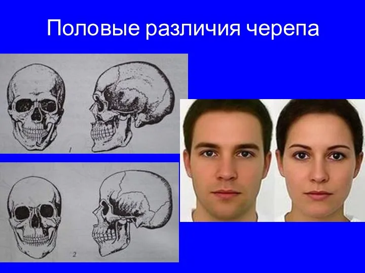 Половые различия черепа