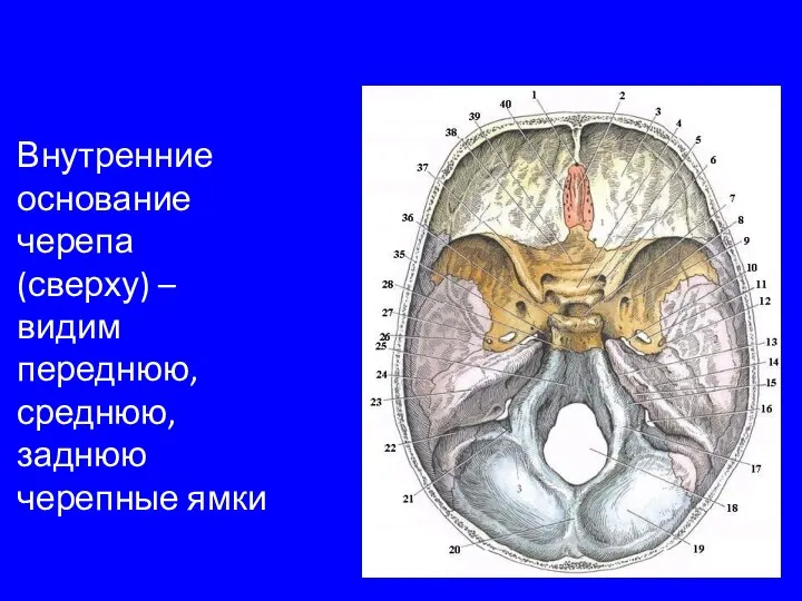 Внутренние основание черепа (сверху) – видим переднюю, среднюю, заднюю черепные ямки