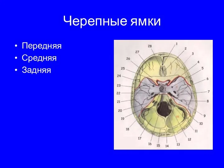 Черепные ямки Передняя Средняя Задняя