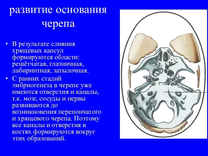 развитие основания черепа В результате слияния хрящевых капсул формируются области: решётчатая, глазничная,