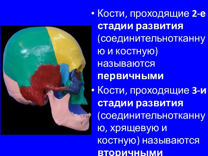 Кости, проходящие 2-е стадии развития (соединительнотканную и костную) называются первичными Кости, проходящие