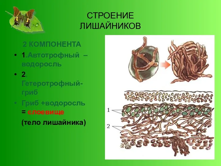 СТРОЕНИЕ ЛИШАЙНИКОВ 2 КОМПОНЕНТА 1.Автотрофный – водоросль 2. Гетеротрофный- гриб Гриб +водоросль = слоевище (тело лишайника)