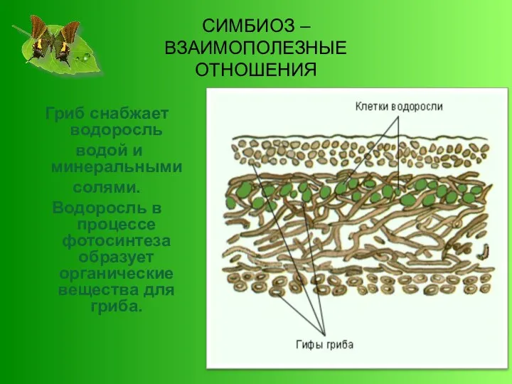 СИМБИОЗ – ВЗАИМОПОЛЕЗНЫЕ ОТНОШЕНИЯ Гриб снабжает водоросль водой и минеральными солями. Водоросль