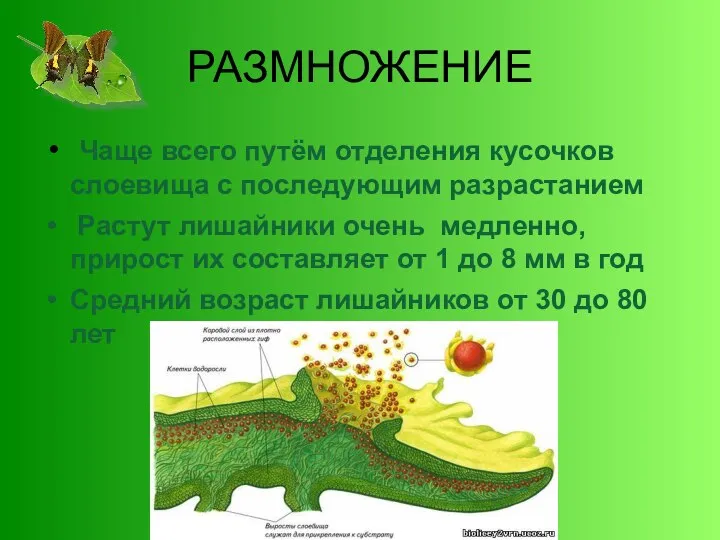 РАЗМНОЖЕНИЕ Чаще всего путём отделения кусочков слоевища с последующим разрастанием Растут лишайники