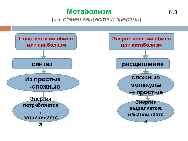 Метаболизм №3 (или обмен веществ и энергии) Пластический обмен или анаболизм Энергетический