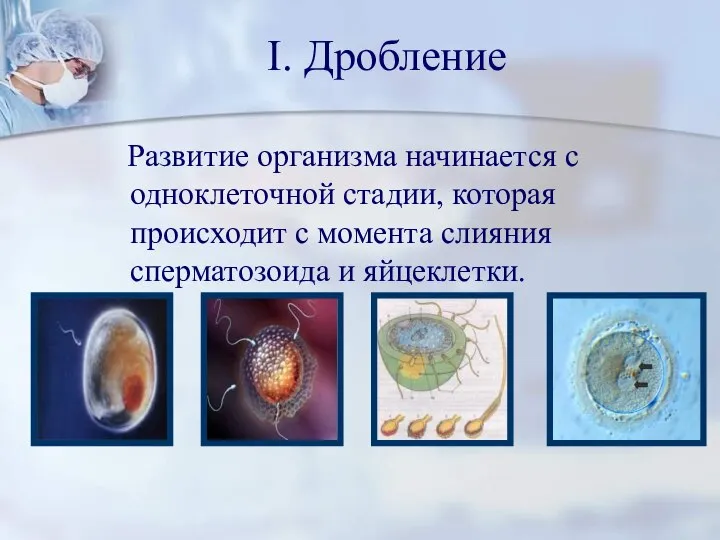 I. Дробление Развитие организма начинается с одноклеточной стадии, которая происходит с момента слияния сперматозоида и яйцеклетки.