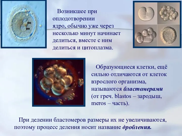 Возникшее при оплодотворении ядро, обычно уже через несколько минут начинает делиться, вместе