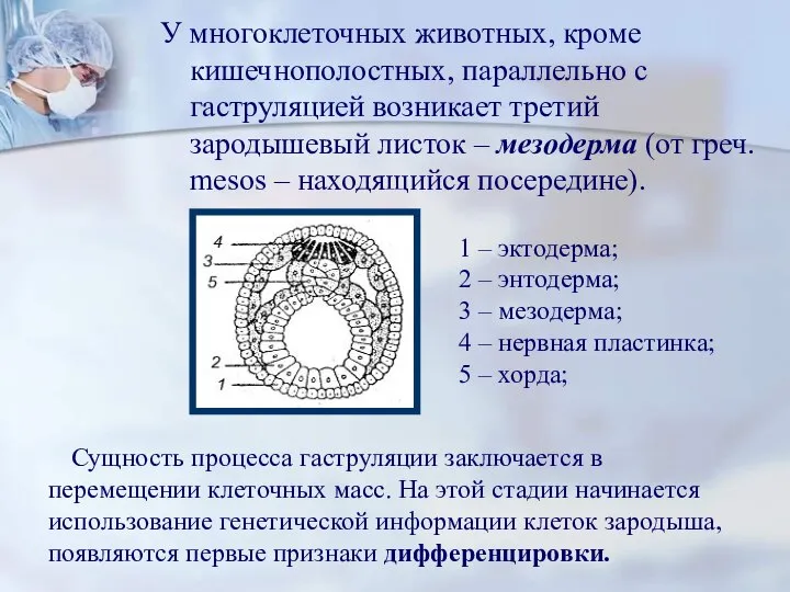 У многоклеточных животных, кроме кишечнополостных, параллельно с гаструляцией возникает третий зародышевый листок