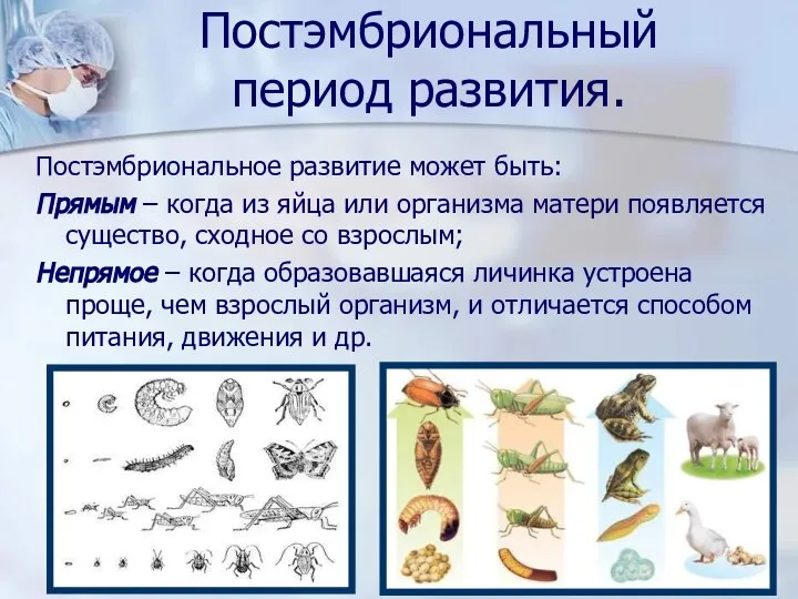 Постэмбриональный период развития. Постэмбриональное развитие может быть: Прямым – когда из яйца