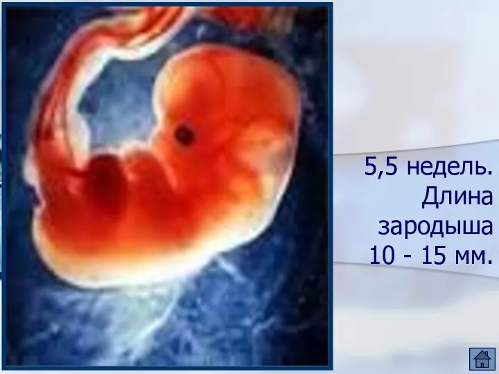 5,5 недель. Длина зародыша 10 - 15 мм.