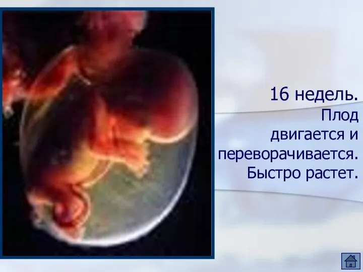 16 недель. Плод двигается и переворачивается. Быстро растет.