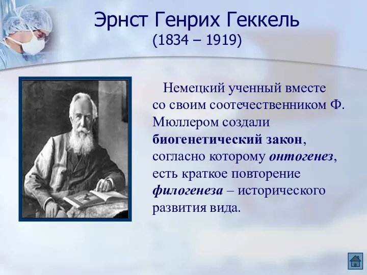 Эрнст Генрих Геккель (1834 – 1919) Немецкий ученный вместе со своим соотечественником