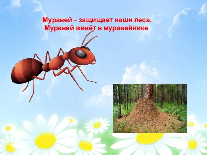 Муравей – защищает наши леса. Муравей живёт в муравейнике. Муравей – защищает