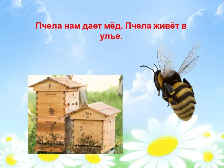 Пчела нам дает мёд. Пчела живёт в улье. Пчела нам дает мёд. Пчела живёт в улье.