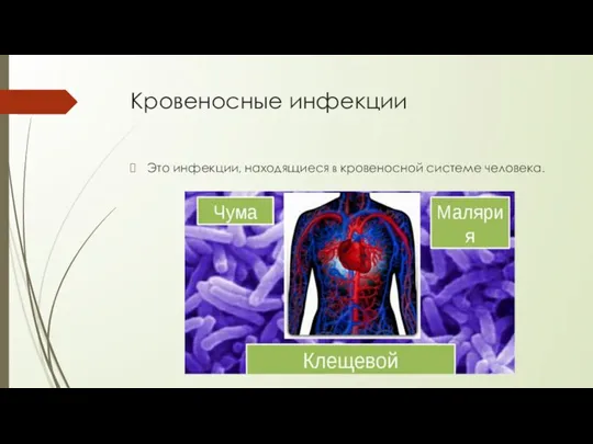 Кровеносные инфекции Это инфекции, находящиеся в кровеносной системе человека.