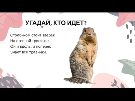 УГАДАЙ, КТО ИДЕТ? Столбиком стоит зверек На степной тропинке. Он и вдоль,