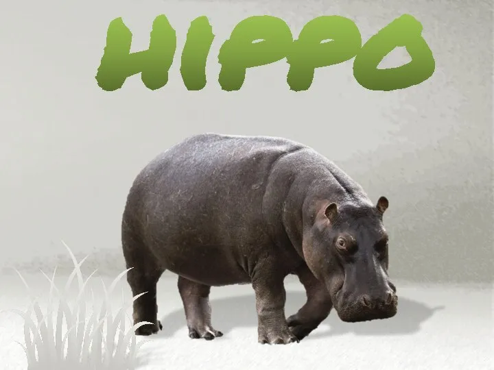 hippo