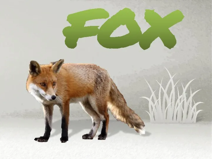 fox