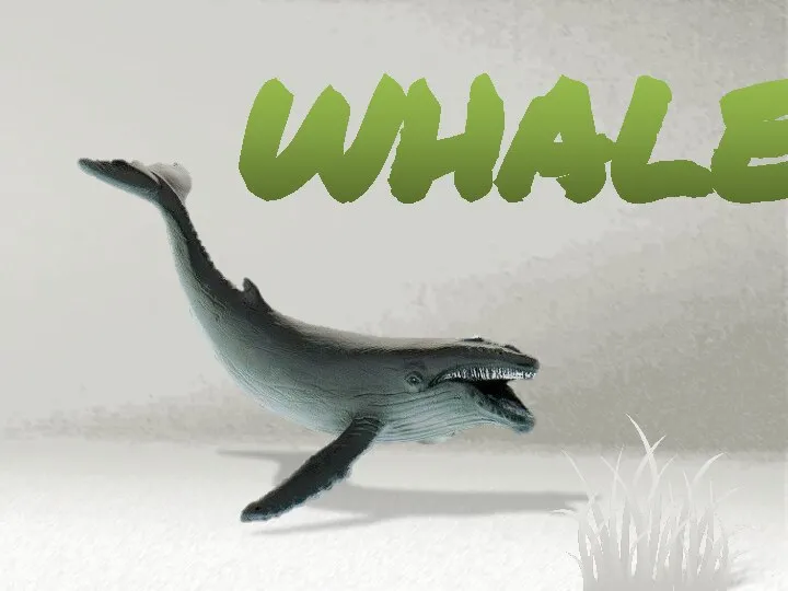 whale