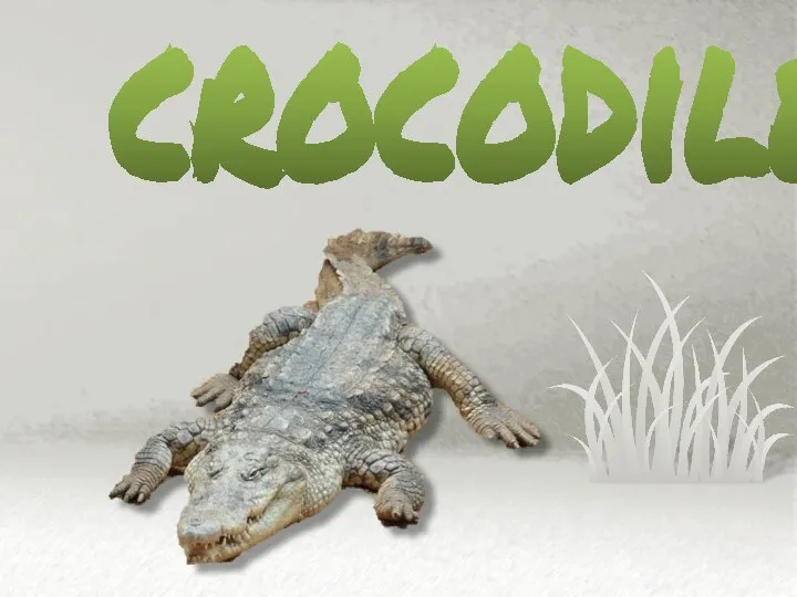 crocodile