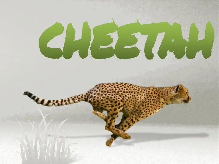 cheetah